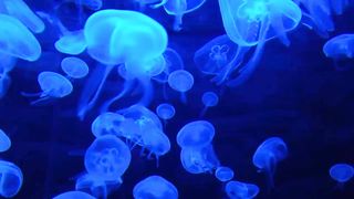 How To Water Fish View Nature Blue Water Video