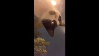 HOUR FUNNY CATS COMPILATION 2022????