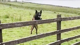 Dogs, Animals videos, Animals shorts