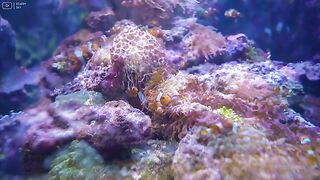Belle musique relaxante  Aquarium Arrêtez de trop réfléchir musique anti-stress musique pour dormir