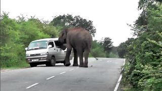 breaking vehicles by wild elephants #wildelephant #attack