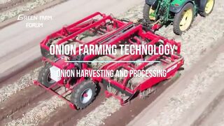 Onion farm harvesting