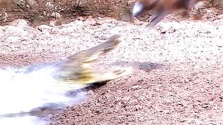 Wild Life Crokodial Attack on Haran