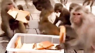 Monkeys on food