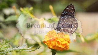 Beautiful Relaxing Music for Stress Relief • Meditation Music, Sleep Music, Study Music 8