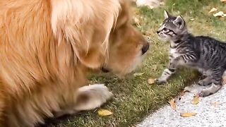 CATS  WORLD 2