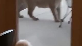 This hungry cougar came to our house and approached her little dog ????