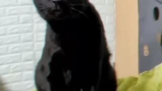 Animals funny videos 3