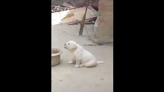 Les meilleures vidéos humoristiques de chiens et de chats