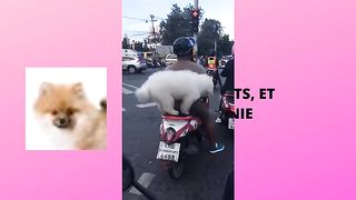 Un chien respectueux du code de la route