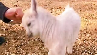 very young baby of goat #baby