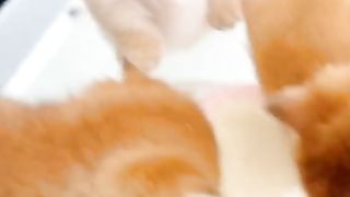 cute cats nice video #cute #cat #cats