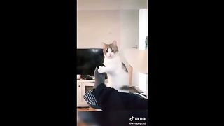 Des chiens et des chats qui font les pitres sur tiktok
