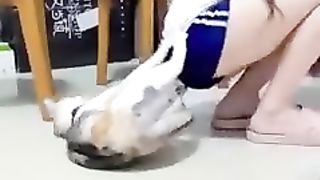 Watch '' funny cat's videos| eps 33 | animals tik tok video|