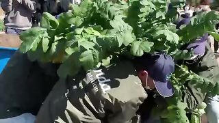 Big heavy plant