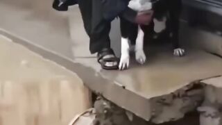 Animal safety