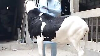Le bélier