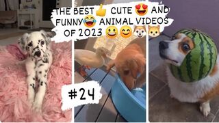 THE BEST- CUTE - AND FUNNY-ANIMAL VIDEOS OF 2023 6
