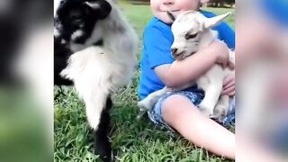 Goat Babies  and Cute Baby video