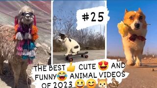 THE BEST- CUTE - AND FUNNY-ANIMAL VIDEOS OF 2023 7
