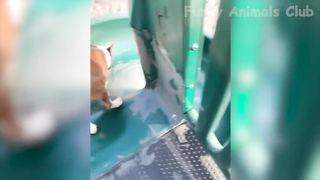Funniest Animal Videos???? - Funny Cats???? and Crazy Dogs???? Videos 2023! #1 3