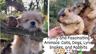 THE BEST-CUTE-AND FUNNY-ANIMAL VIDEOS OF 2023