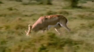 Wild animals fight