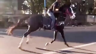 Shotar black horse ????