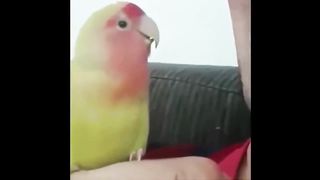 2023 Funny parrot vdeos compilation | Cute moments of The animals - Funniest animals videos
