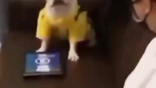 Funny dogs compilation 2