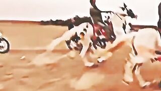 Horse lover 2