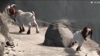 Goat aur Haiwaan ka best mukabla|| goat ke baby ne Haiwan ka dil kaise jeetafunny animal video