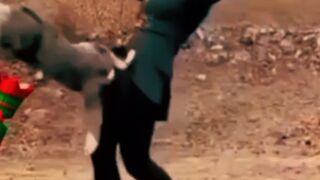 Beautiful Dog Action