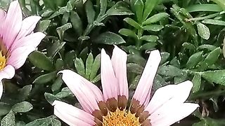 My home flowers 2