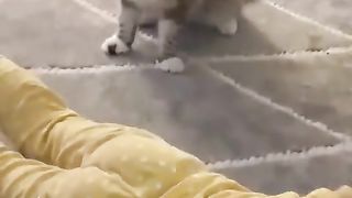 cat and girl playing #play #millon