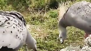 Amazing bird 2
