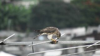 pretty bird.#pretty