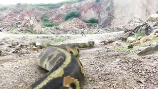 Python Snake vs Man in Real life HD