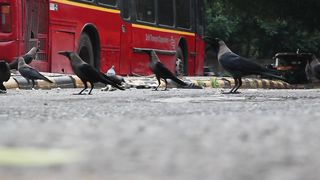 crow moving viral video