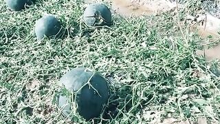 Watermelon 3