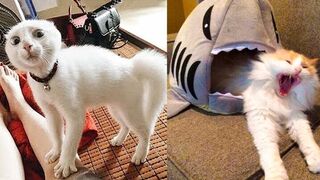 funny animals--funny cats----and dogs