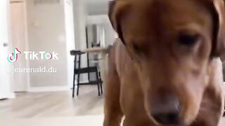 le chien qui dance