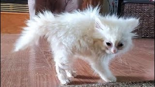 SHORT - Chats drôles / Chiens - Animaux droles 280