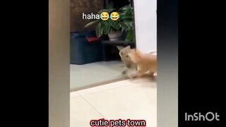 Kucing lucu