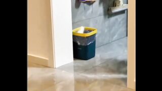 kucing lucu