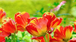 Flower Tulip beauty and utility