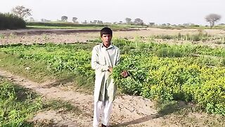 Vegetable Farming