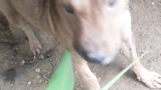 Oh dog #febspot