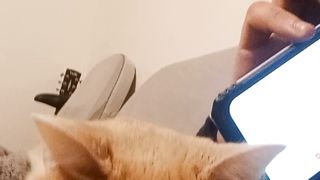 Le chat adore écouter le coran