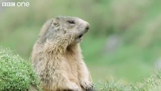 Alan!.. Alan!.. Steve! | Walk on the Wild Side